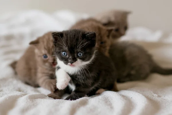 Retrato Bicolor Negro Blanco Británico Pelo Corto Kitten Little Divertido — Foto de Stock