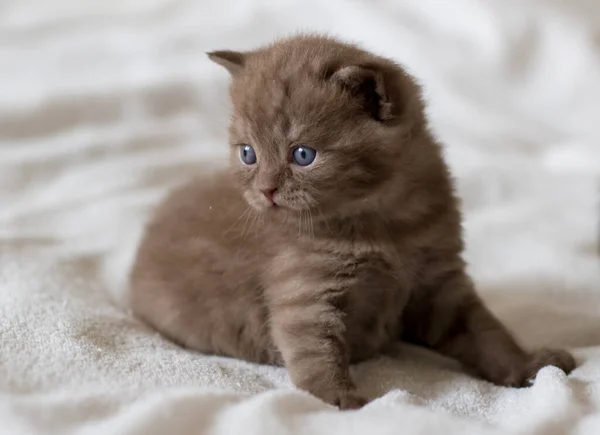 Pequeño Gatito Chocolate Británico Pelo Corto Semanas Edad —  Fotos de Stock