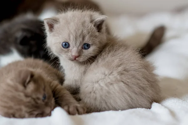 Portrait Lilac British Short Hair Kitten Little Funny Weeks Old — Stock Photo, Image