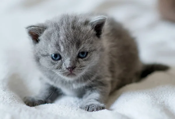 Piccolo Gattino Blu Carino Britannico Capelli Corti Settimane — Foto Stock