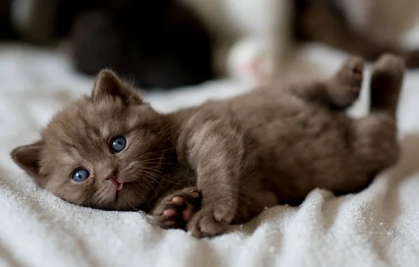 Little Chocolate Kitten British Short Hair Week Old — Stock Photo, Image
