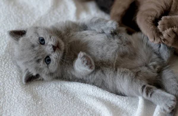 Pouco Bonito Gatinho Azul Britânico Cabelo Curto Semana Idade — Fotografia de Stock