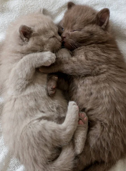 Dvě Malé Roztomilé Kotě Britské Krátké Vlasy Týdny — Stock fotografie