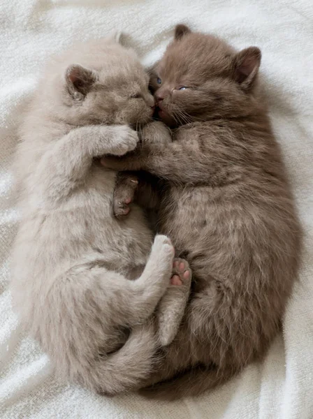 Twee Kleine Schattige Kitten Brits Kort Haar Weken Oud — Stockfoto