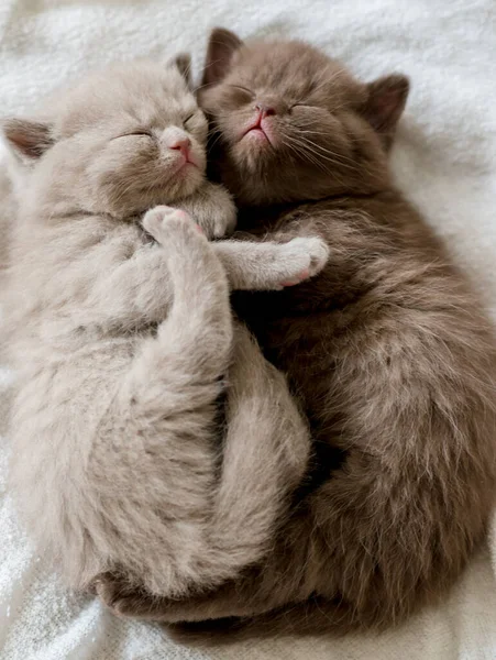 Dvě Malé Roztomilé Kotě Britské Krátké Vlasy Týdny — Stock fotografie