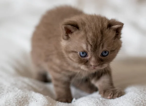 Pequeño Gatito Chocolate Británico Pelo Corto Semanas Edad — Foto de Stock