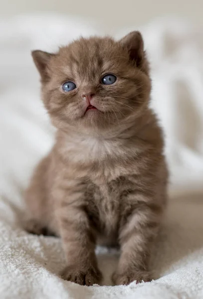 Piccolo Gattino Cioccolato Britannico Capelli Corti Settimane — Foto Stock