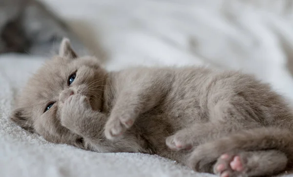 Portrait Lilac British Short Hair Kitten Little Funny Weeks Old — Stock Photo, Image