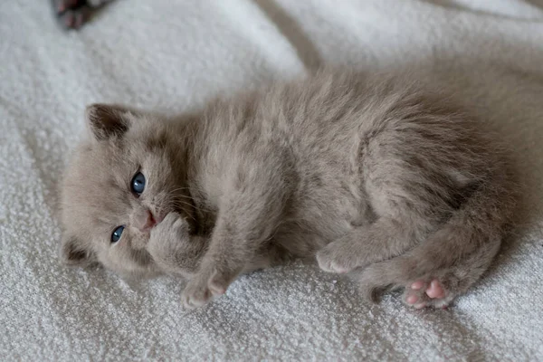 Ritratto Lilla British Capelli Corti Kitten Little Divertente Settimane Vecchio — Foto Stock