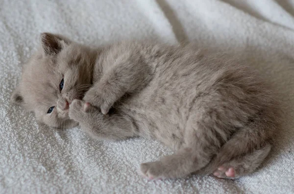 Leylak Rengi Ngiliz Kısa Saçlı Kedi Portresi Küçük Komik Haftalık — Stok fotoğraf