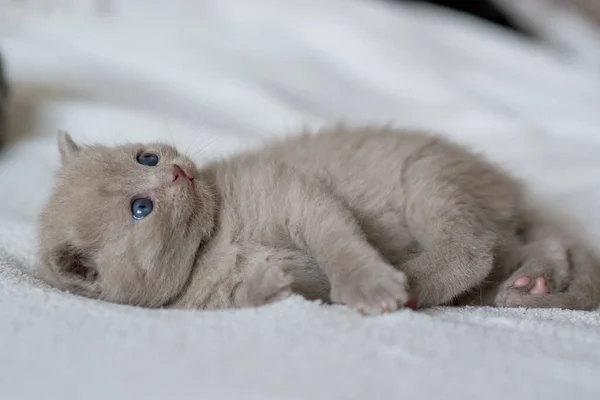 Portrait Lilac British Short Hair Kitten Little Funny Weeks Old — Stock Photo, Image