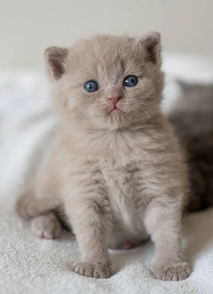 Retrato Lilás Britânico Cabelo Curto Kitten Little Engraçado Semanas Idade — Fotografia de Stock