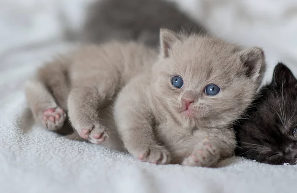 Retrato Lila Británico Pelo Corto Kitten Little Divertido Semanas Edad —  Fotos de Stock