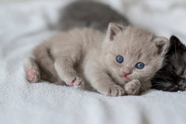 Retrato Lila Británico Pelo Corto Kitten Little Divertido Semanas Edad — Foto de Stock