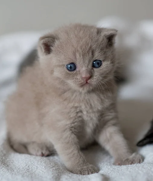 Retrato Lilás Britânico Cabelo Curto Kitten Little Engraçado Semanas Idade — Fotografia de Stock