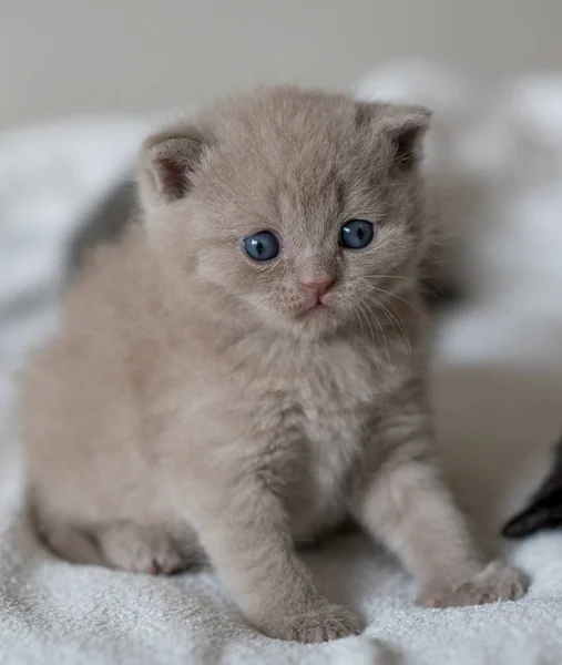 Leylak Rengi Ngiliz Kısa Saçlı Kedi Portresi Küçük Komik Haftalık — Stok fotoğraf