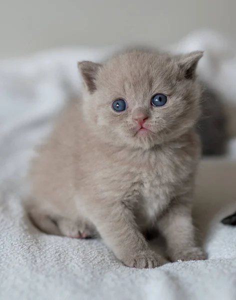 Portrait Lilas Britannique Cheveux Courts Kitten Little Drôle Semaines Chaton — Photo