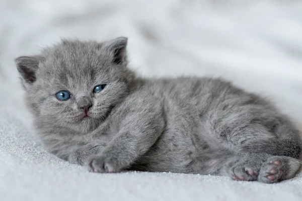 Ein Kleines Süßes Blaues Kätzchen Britisches Kurzes Haar Wochen Alt — Stockfoto