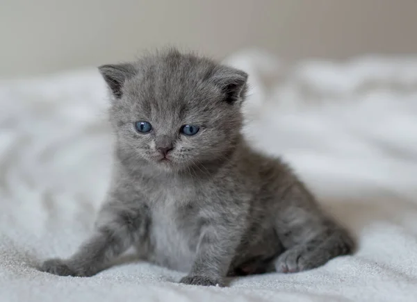 Little Cute Blue Kitten British Short Hair Week Old — Stock Photo, Image