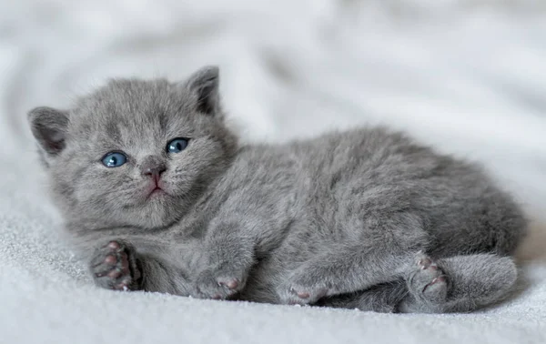 Piccolo Gattino Blu Carino Britannico Capelli Corti Settimane — Foto Stock
