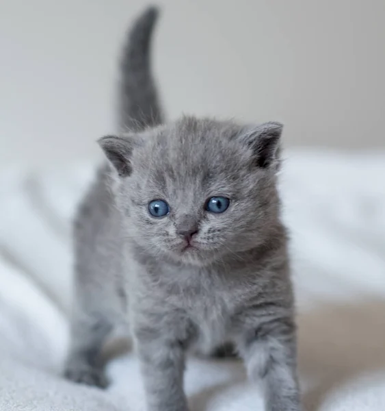 Little Cute Blue Kitten British Short Hair Week Old — Stock Photo, Image