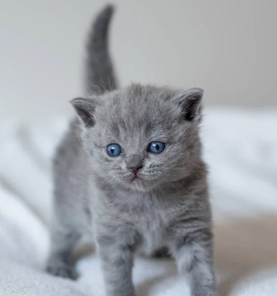 Petit Chaton Bleu Mignon Britannique Cheveux Courts Semaines — Photo