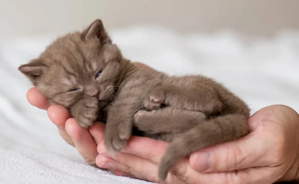 可爱的英国小猫咪2 3周大的短发睡在男人温柔的手上 — 图库照片