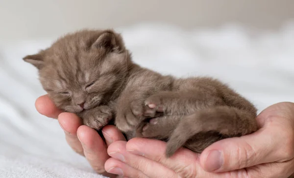 Lindo Gatito Británico Pelo Corto Semanas Edad Duerme Las Manos — Foto de Stock