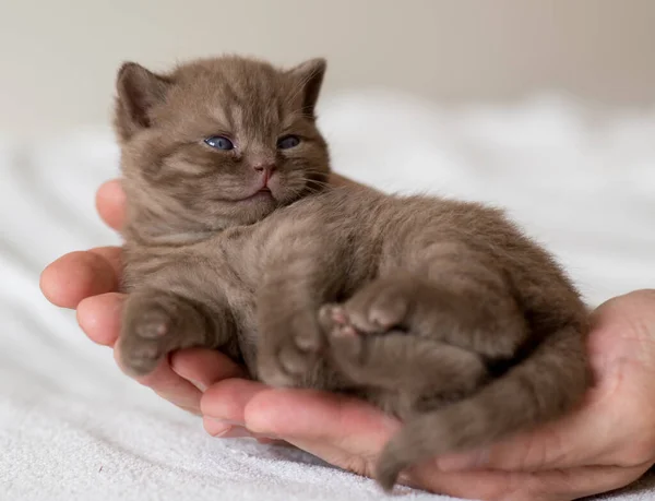 Bonito Gatinho Britânico Cabelo Curto Semana Idade Dorme Mãos Gentis — Fotografia de Stock