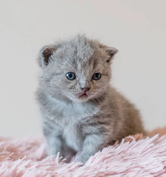 Een Beetje Schattig Blauw Kitten Brits Kort Haar Weken Oud — Stockfoto