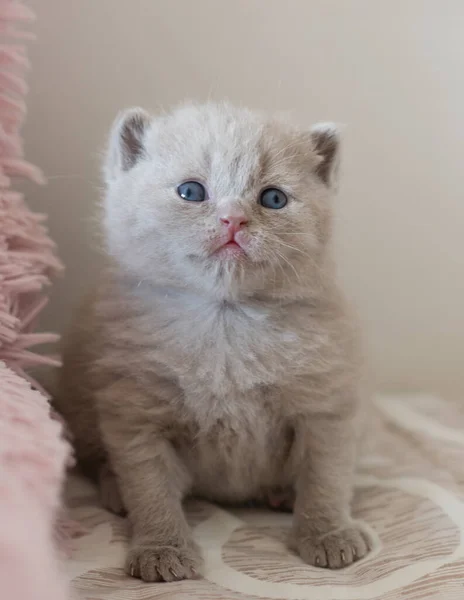 Πορτρέτο Του Λιλά Βρετανικό Κοντά Μαλλιά Kitten Little Και Αστείο — Φωτογραφία Αρχείου