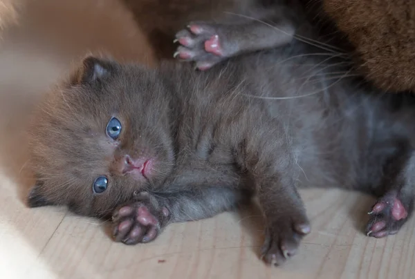 Little Chocolade Kitten Brits Kort Haar Weken Oud — Stockfoto