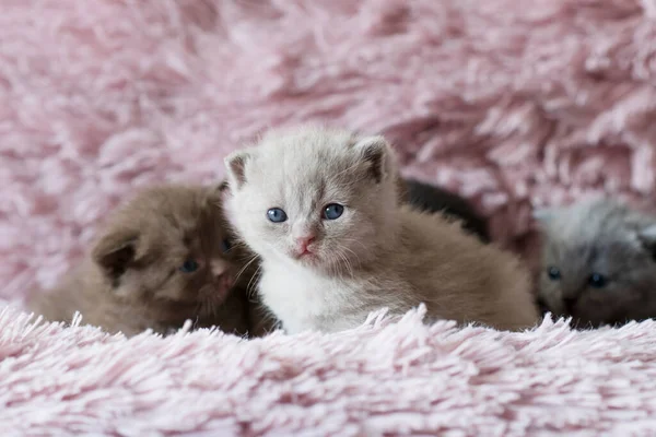 Retrato Lila Británico Pelo Corto Kitten Little Divertido Semanas Edad — Foto de Stock