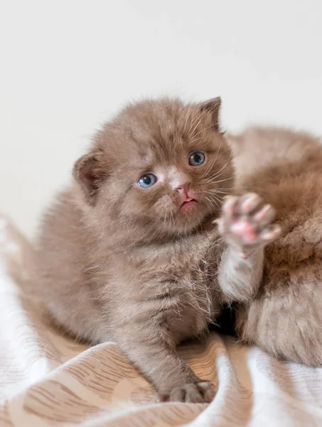 Pouco Chocolate Gatinho Britânico Cabelo Curto Semana Idade — Fotografia de Stock