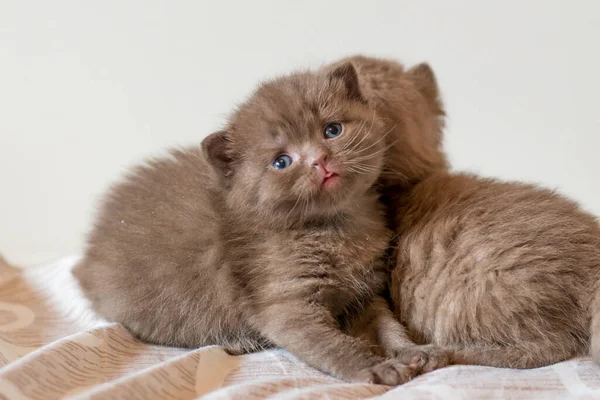 Kleines Chocolate Kitten Britisch Kurzhaar Wochen Alt — Stockfoto