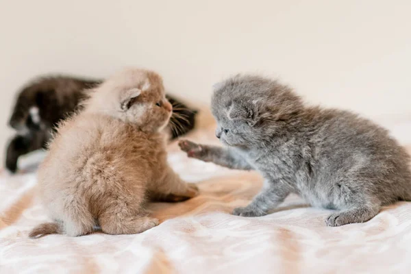 Dos Gatito Lindo Británico Pelo Corto Semanas Edad — Foto de Stock