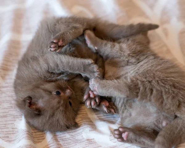 Deux Petits Chatons Mignons Britanniques Cheveux Courts Semaines — Photo