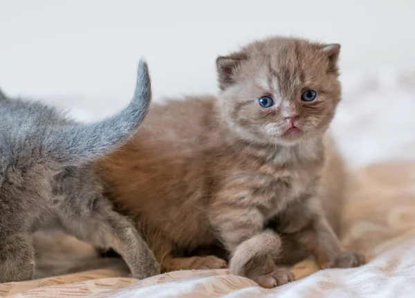 Kleines Chocolate Kitten Britisch Kurzhaar Wochen Alt — Stockfoto