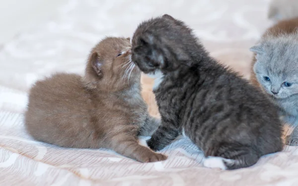 Two Little Cute Kitten British Short Hair Week Old — Stock Photo, Image