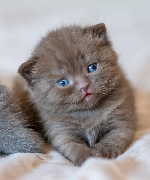 Little Chocolade Kitten Brits Kort Haar Weken Oud — Stockfoto