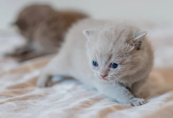 淡紫色英国短毛猫咪的肖像 3周大的 有趣的 有软色头发的小猫 — 图库照片