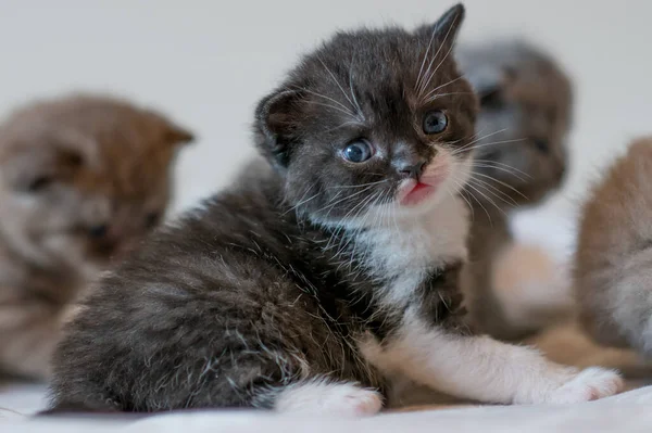 Retrato Bicolor Negro Blanco Británico Pelo Corto Kitten Little Divertido — Foto de Stock