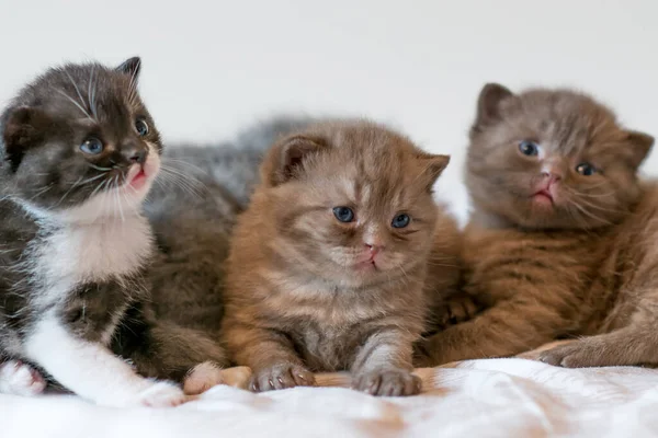 Pequeño Gatito Chocolate Británico Pelo Corto Semanas Edad — Foto de Stock