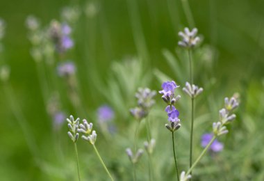 Yumuşak odaklı lavanta çiçekleri, pastel renkler ve bulanık arkaplan. 