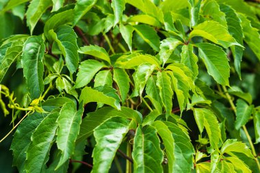 Yeşil yaz geçmişi. Partenosissus 'un yeşil bulanık yaprakları. seçici odak.