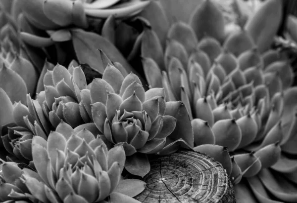 Black White Closeup Succulents Plants Natural Background Selective Focus Fresh — Stock Photo, Image