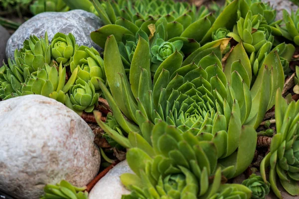Sulu bitkilere yakın çekim, doğal arka plan. Seçici odaklanma. Taze yeşil sulular doğada.