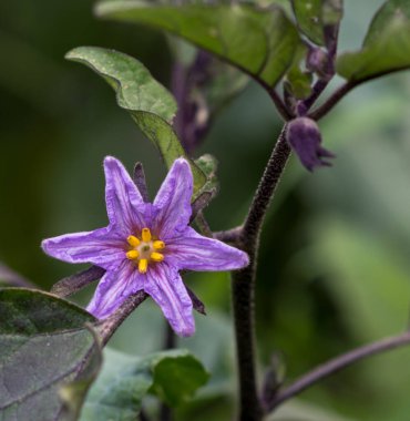 Güzel patlıcan çiçeği. Yakın plan.