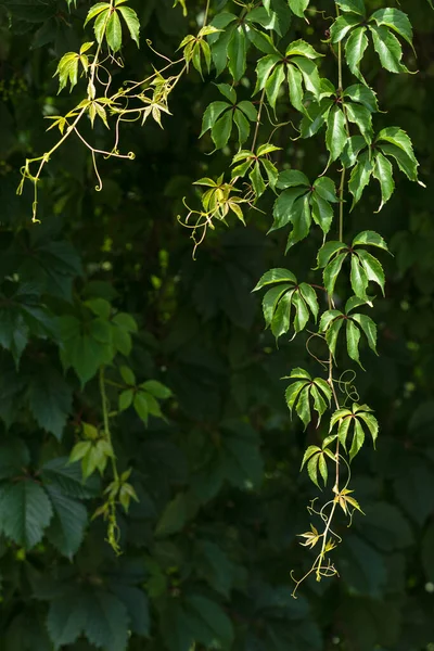 Zielone Letnie Tło Zielone Niewyraźne Liście Parthenocissus Ukierunkowanie Selektywne — Zdjęcie stockowe