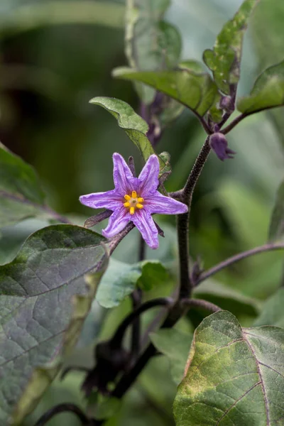 Schöne Auberginen Blume Nahaufnahme — Stockfoto